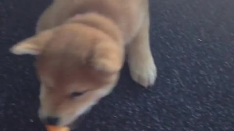 The dog is scared