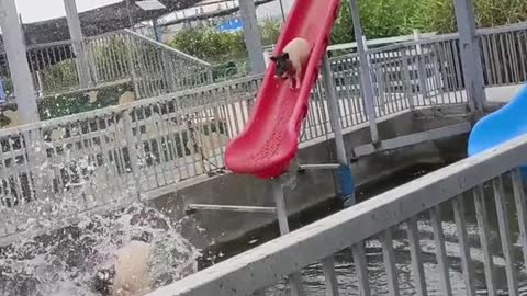 Great skill