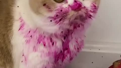 cute cat after eating fruit