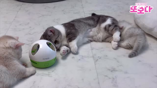 A packed cat that stands up after viewing a kitten