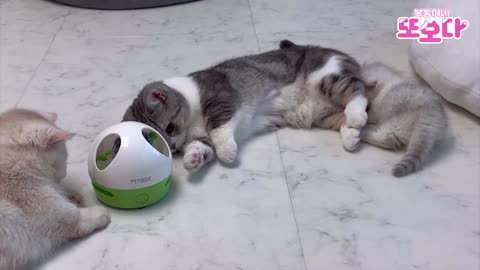 A packed cat that stands up after viewing a kitten