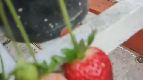 Strawberry 🍓 natural