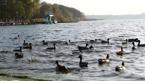 Sounds of ducks and swimming in the water