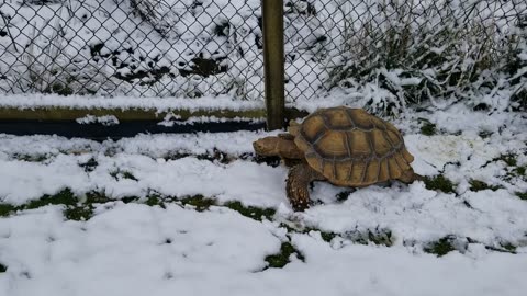 Sulcata tortoise on his yearly snow adventure.