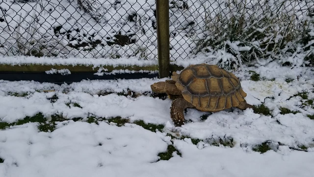 Sulcata tortoise on his yearly snow adventure.