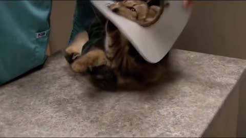 Cat doesn't want to get treated