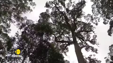 Tingle trees undergo prescribed burns, botanists ask 400-year-old trees to be preserved | WION