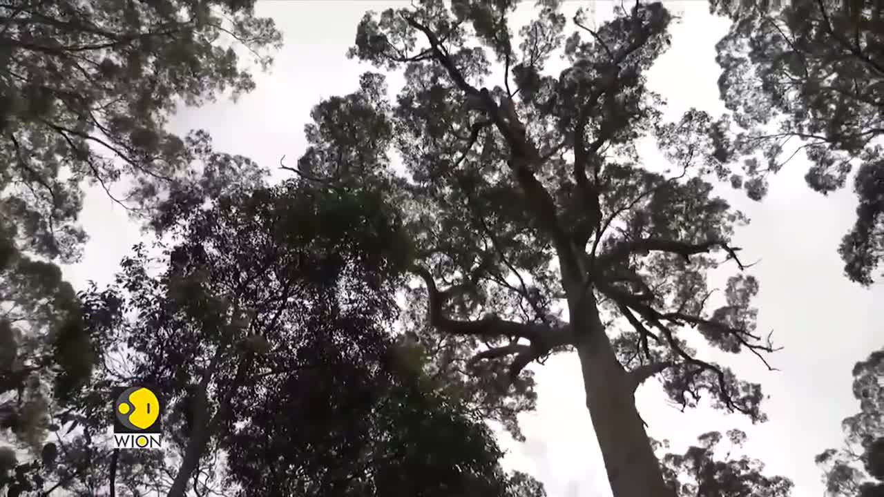 Tingle trees undergo prescribed burns, botanists ask 400-year-old trees to be preserved | WION