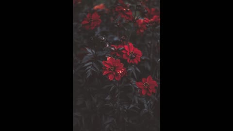 Music that is peaceful and calming: Guitar Melody, pleasant music, morning music walks