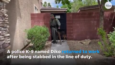 Police K-9 returns to the line of duty after recovering from stabbing