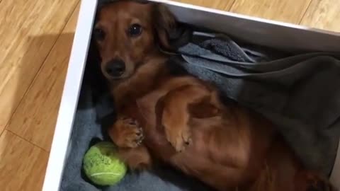 Funny animal videos|Cute animal videos |Funny dog&cat videos|Hilarious pet videos|Funny video