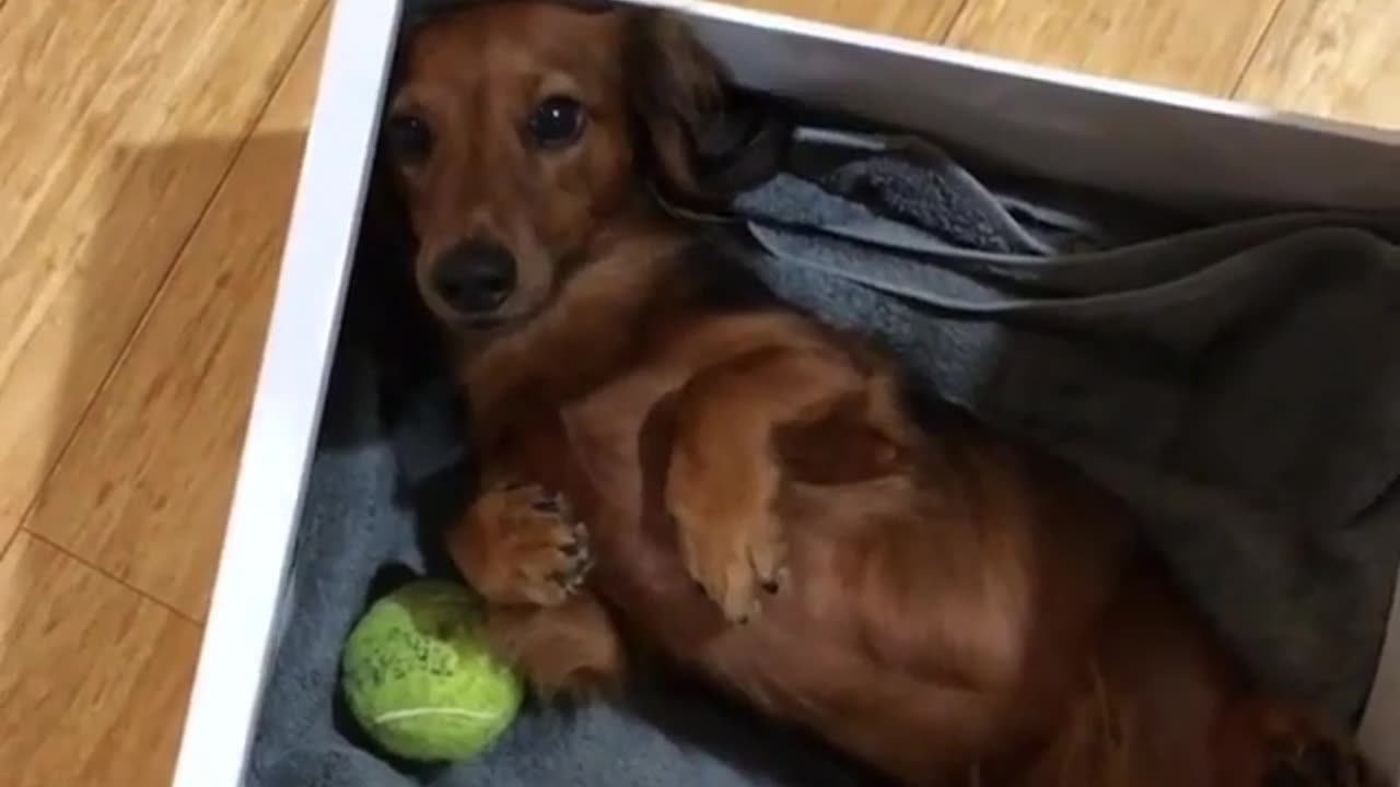 Funny animal videos|Cute animal videos |Funny dog&cat videos|Hilarious pet videos|Funny video