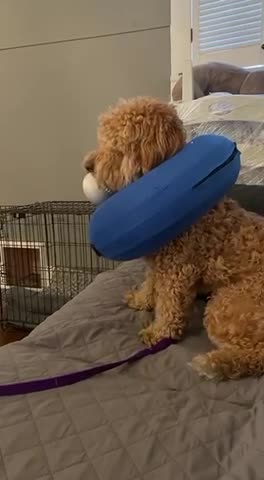 GIGGLE FOR 3-2-23 DOG LOOKING CONFUSED🤣AFTER HEARING 😂STRANGE SOUNDS