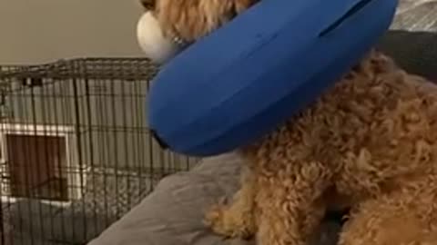 GIGGLE FOR 3-2-23 DOG LOOKING CONFUSED🤣AFTER HEARING 😂STRANGE SOUNDS