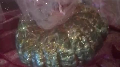 I made my Christmas tree.