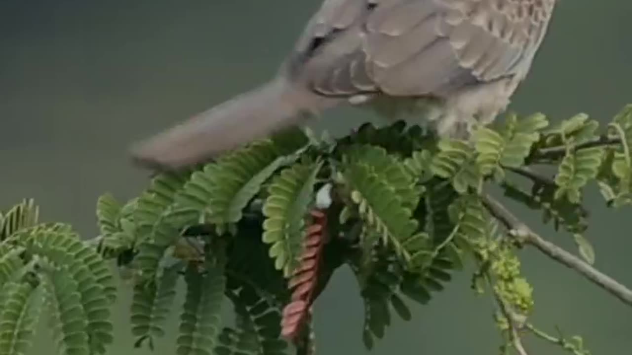 Wildlife's & Fun's