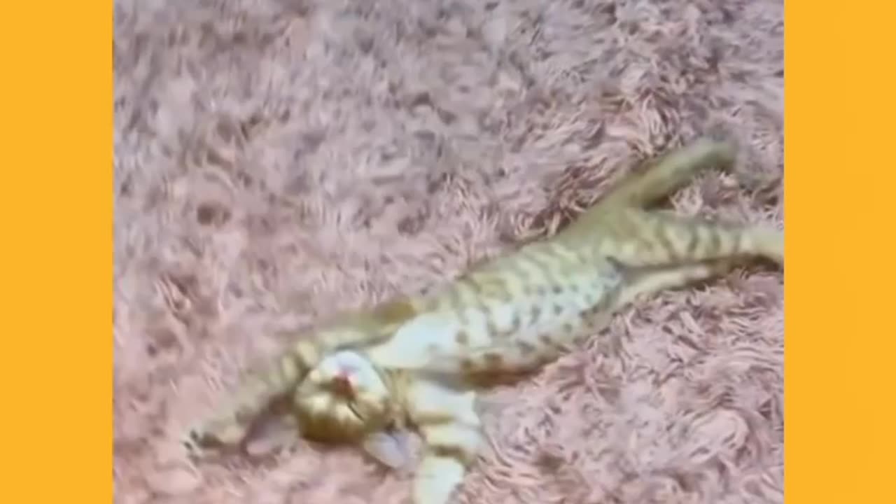 Orange cats funny video 🤣🤣💕🐱
