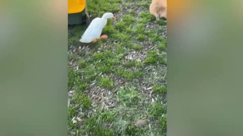funny animal vids