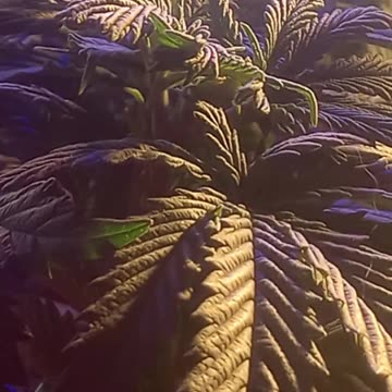 Geeked up My 100$ OG Auto Home grow - New Seeds Incoming