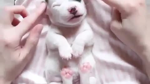 Cute little milk dog