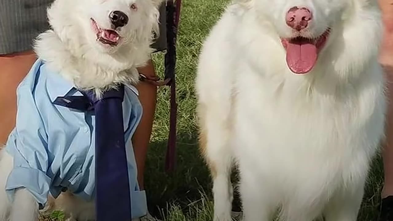 Deaf And Blind Dog Knows Special Language | The Dodo