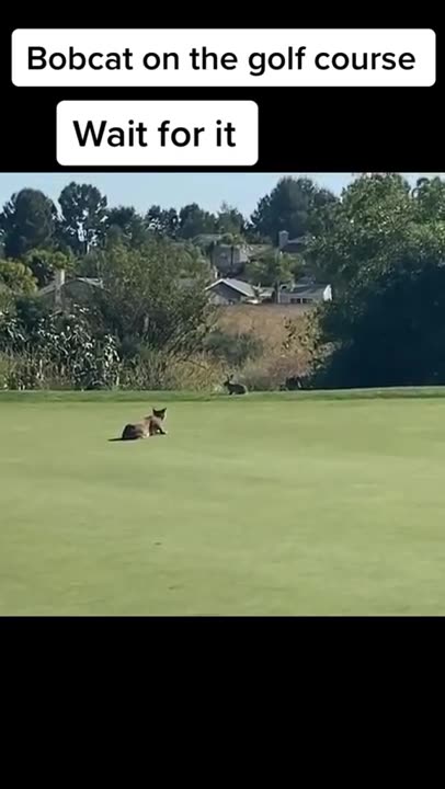 Bobcat hunts down a bunny on the golf course