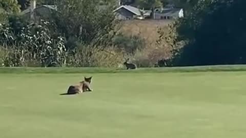 Bobcat hunts down a bunny on the golf course
