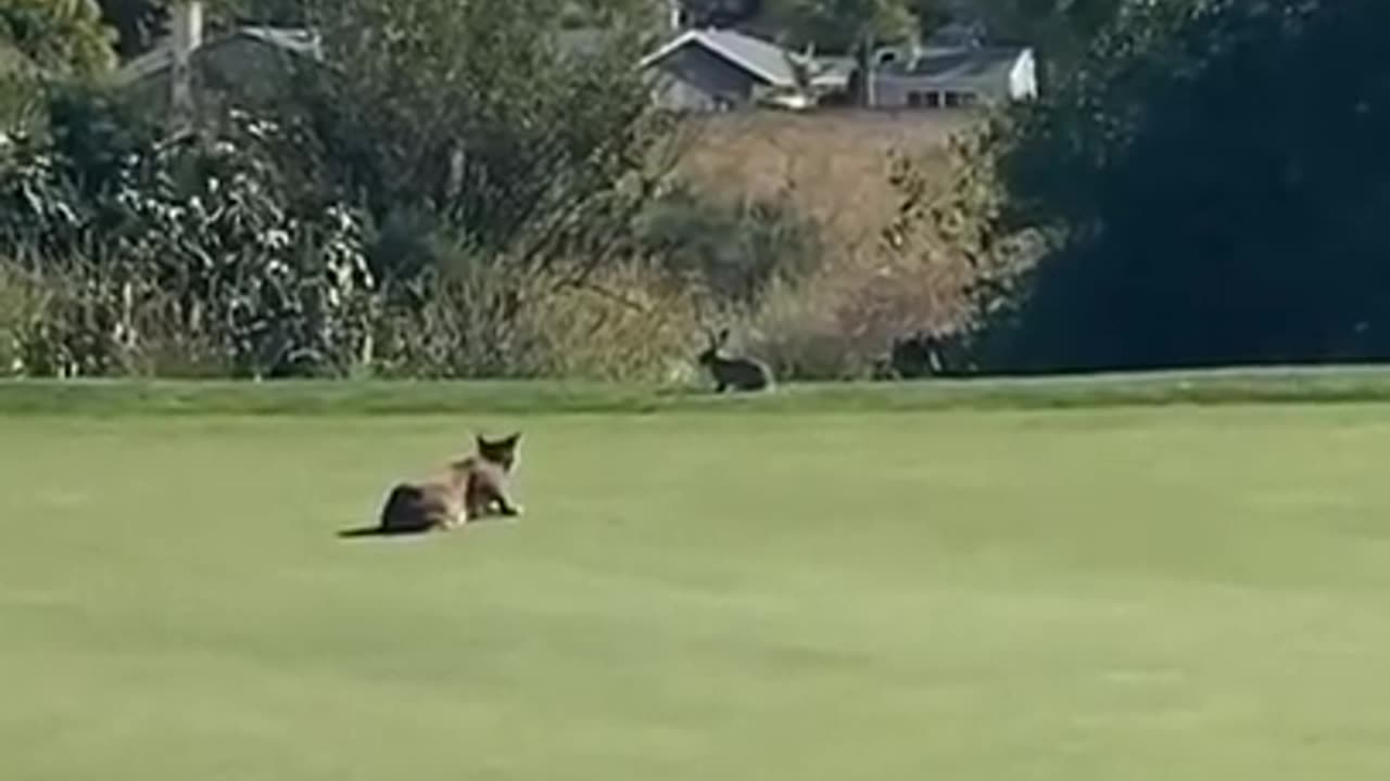 Bobcat hunts down a bunny on the golf course
