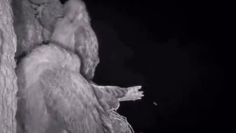 Owls Snatching Yo People Up