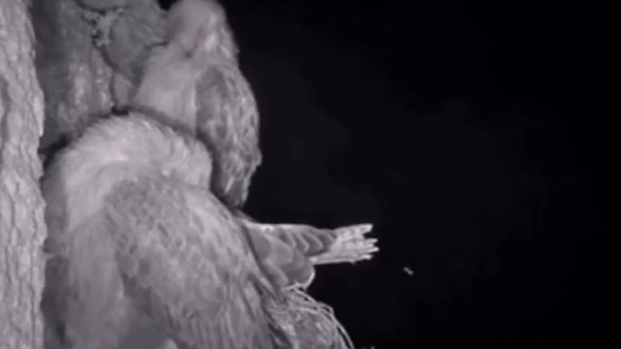 Owls Snatching Yo People Up