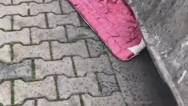 What a poor cat