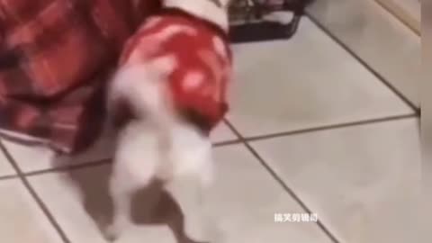 🤣😼🐕#خنده دارترین ویدئو ها از حیوانات بامزه