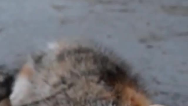 Cute Cat Deactivate - Funny Animals - #cutecat #cat #funnyanimals