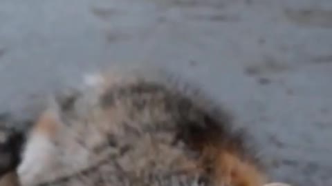 Cute Cat Deactivate - Funny Animals - #cutecat #cat #funnyanimals