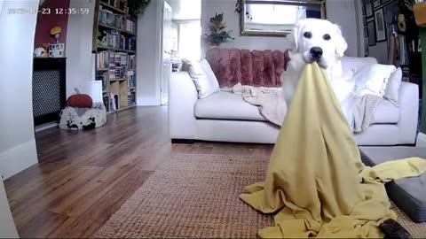 Cute Dog Video :)