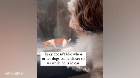 Funniest animal video 2024 | Best dogs video compilation 🐶 😂