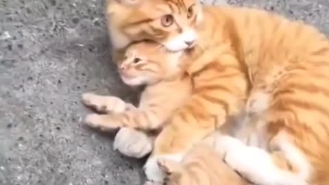 Cute Cat Baby kittens video