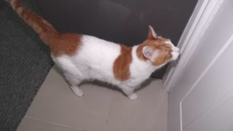 Cat meowng