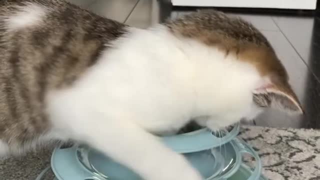 Cute cat sneak attack