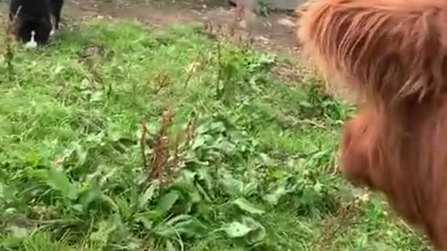 Adorable puppy meets cow friend for the first time!