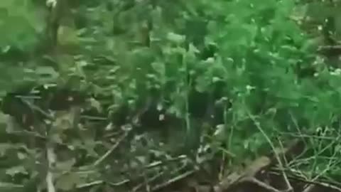 Ukrainians Repel a Russian Attack Near Adivka