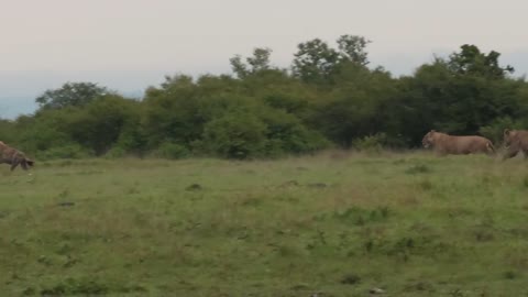 Hyena Lion Conflict 1-3