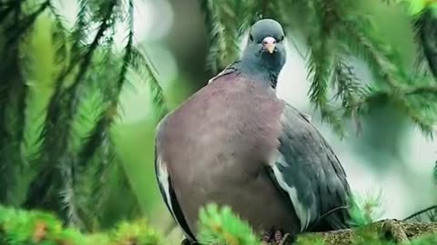 A close encounter with a Goshawk This video has sound