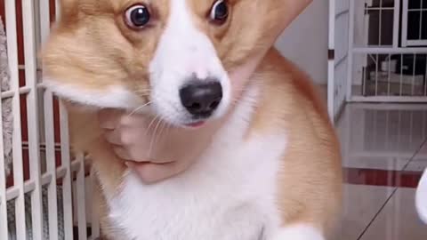 Wipe the dog and wipe out the steps of being unrecognized