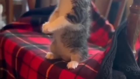 Funny animals 2023😆- Funny cats and dogs videos 🐈🐕 P-33 #shorts.mp4
