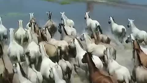 CAVALO PANTANEIRO