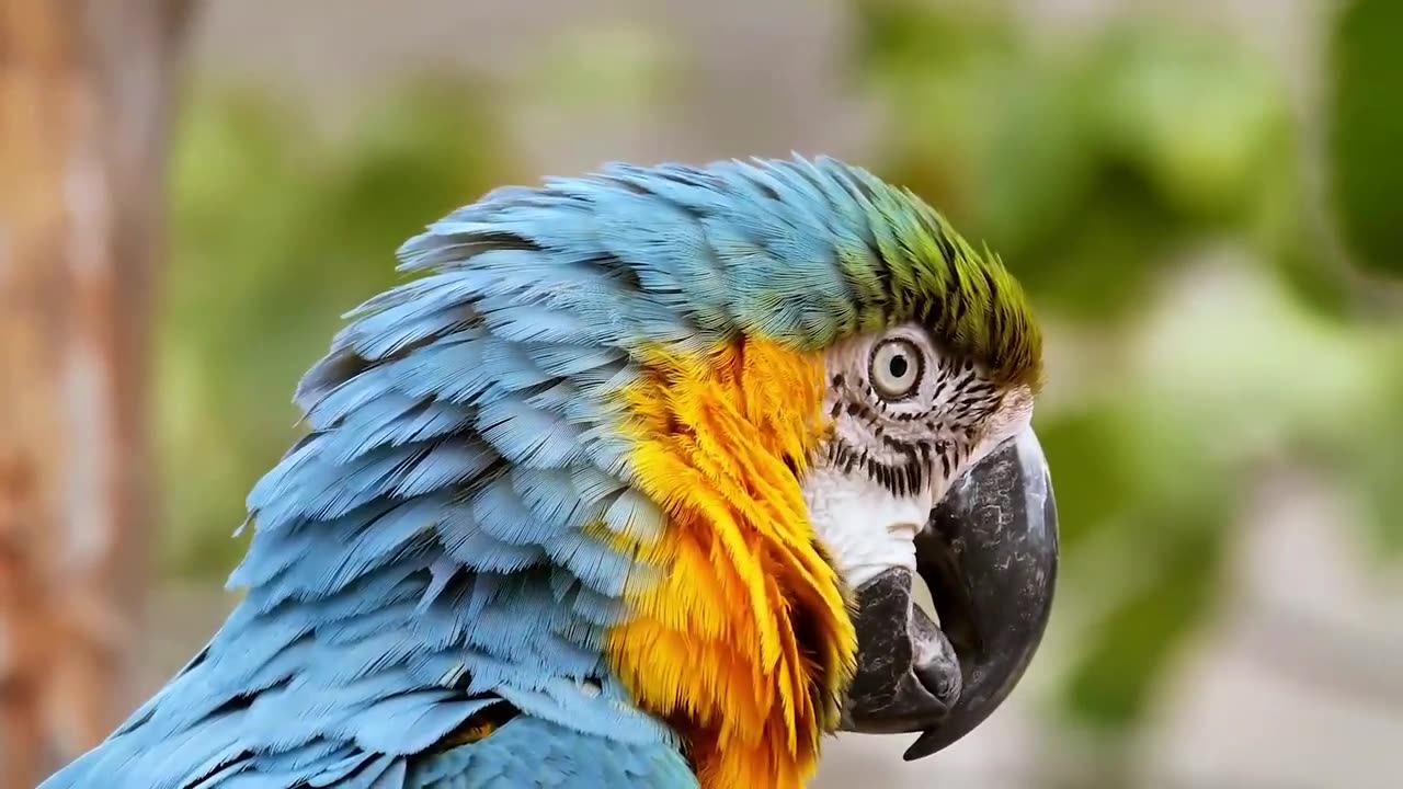 The World’s Most Colorful Bird! Revealed🌈🐦