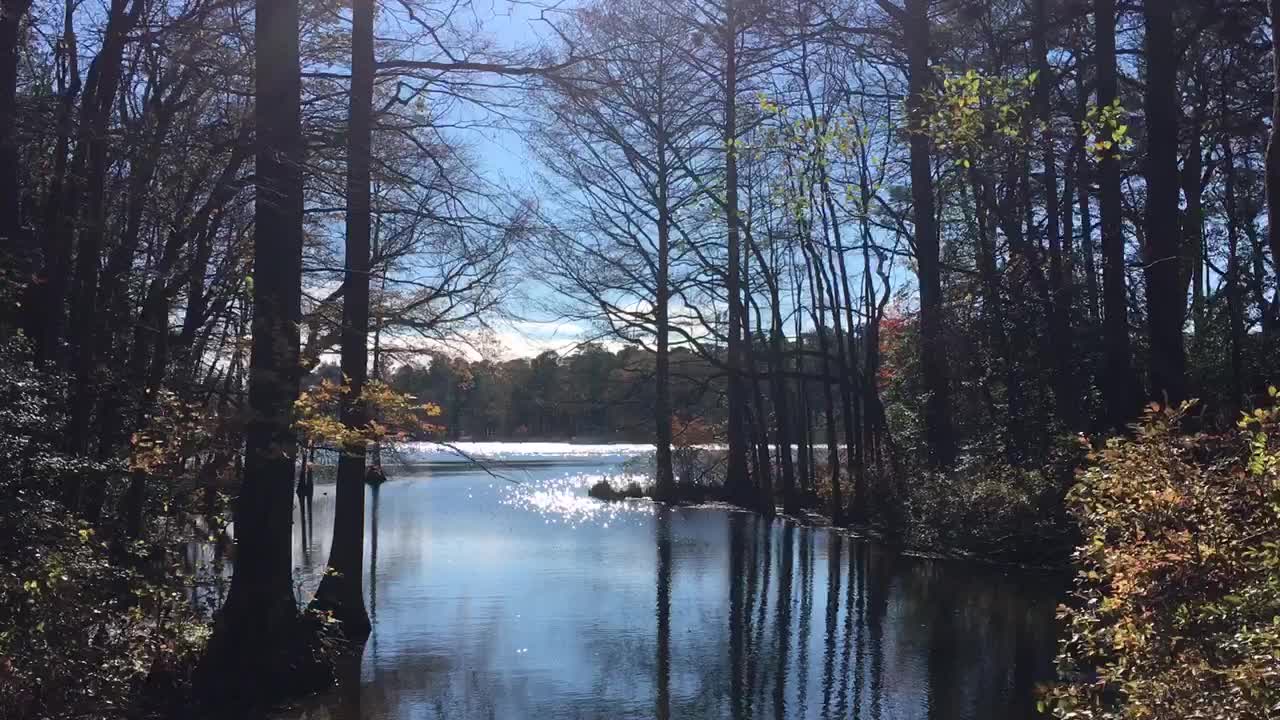 November 20, 2022 - Trap Pond (Laurel, Delaware)