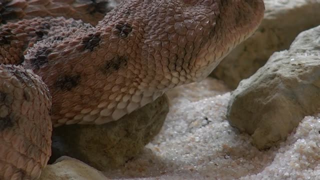 Reptile snake