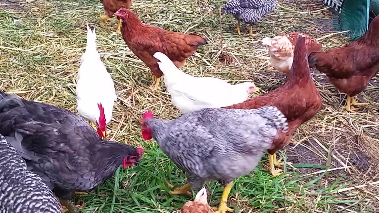 Chicken Treat!!! 7-6